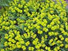 Sea of Flowers / ***
