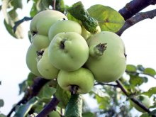 Apple year. / ***