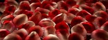 embers of the pomegranate / ***