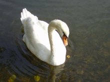 The Swan Princess * / ***