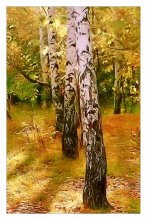 Birches in autumn captivity / ***