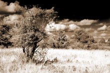 Wild prairie. / ***