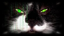 Cat Matrix / ***