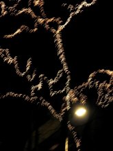 tree / ***