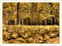 ... golden autumn ... / ***