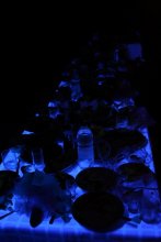 UV-Tisch / ***
