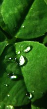 Tears of Nature / ***