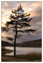 Evening. / ***
