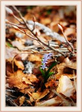 postcard / ***