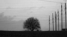 Just a tree / ***
