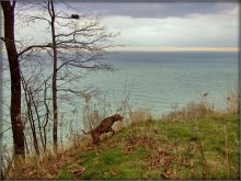 snezhan. Gon .. / ***