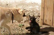 The fight / ***