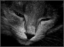 Egyptian eyes / ***