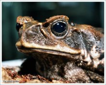 Everybody Loves Hypnotoad ... / ***