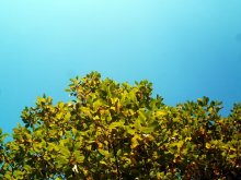 sky-deciduous / ***