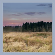 Winter grass / ***