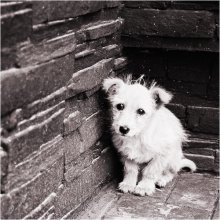 Little fluffy ball of loneliness / ***