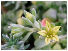 Flower number 41 / ***
