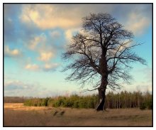 Poddubny undergrowth / ***
