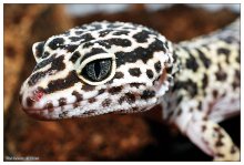 Good gecko / ***