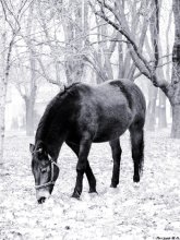 Pferd 2 / ***