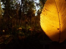 of a ray of sunshine / ***