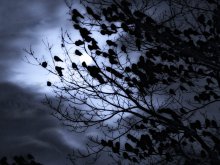 Windiest crow ... / -