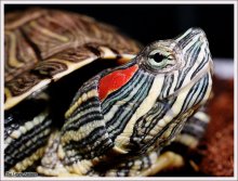 Krasnouhaya turtle / ***