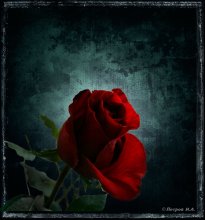 Portrait of an Unknown Woman in Red / ***