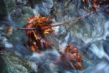 Autumn / ***