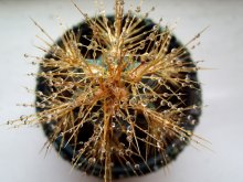 prickly tears / ***