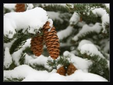 in the snow / ***