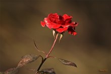 December's Rose ... / ***