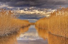 In the reed jungle / ***