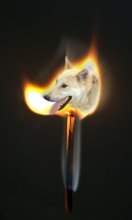 Gute Feuer Hund. / ***