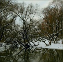 Branch / ***