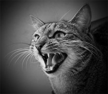 Tiger, which you can pat / ***