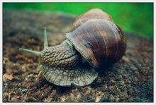Snail / ------------------------------