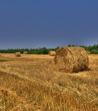 Harvest / *****
