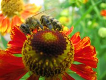 bee / ***