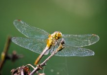 You take away me, the photographer ... / ***