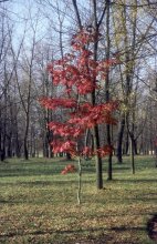 Fabulous fall / ***