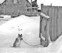 about the life of dog / ......