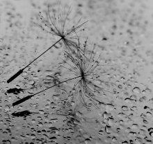....dance with me..... / ***
