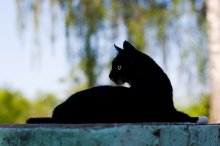 Black Panther / ***