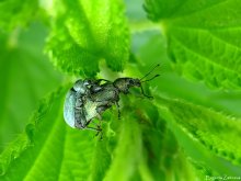 Weevils / ***