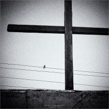 [ BIRD ON A WIRE ] / ***