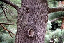 And the trees are a person ... / ***