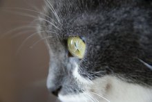 Mouse / ***