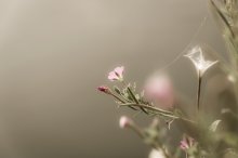 about flowers / . . .